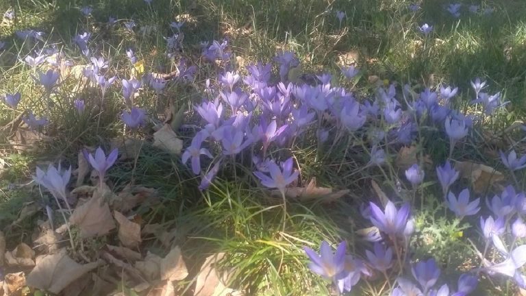Tokat’ın üst kısımları vargit çiçekleriyle süslendi