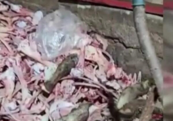 1,5 ton uygunsuz eti vatandaşa yedireceklerdi! Yakayı ele verdiler