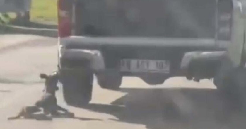 Muğla’da dehşet verici olay: Kamyonetle sürüklenen köpek can verdi