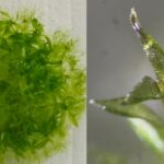 Bu yosun, uzayda dokuz ay yaşayarak rekor kırdı