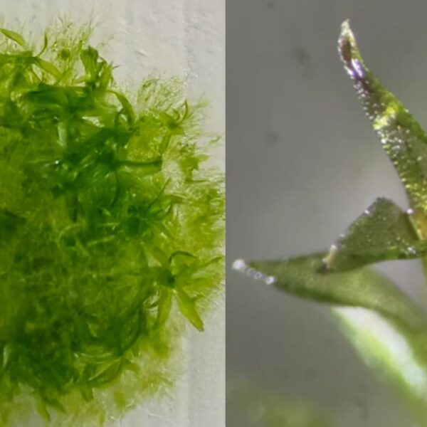 Bu yosun, uzayda dokuz ay yaşayarak rekor kırdı