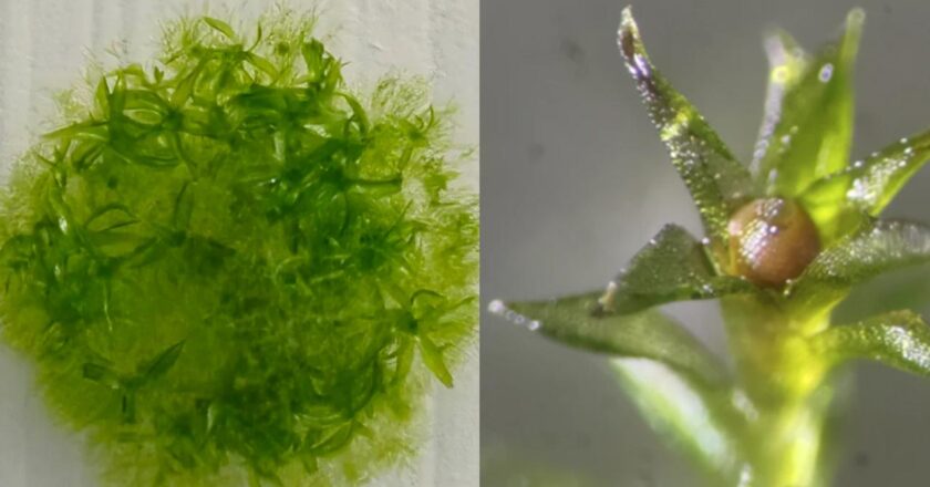 Bu yosun, uzayda dokuz ay yaşayarak rekor kırdı